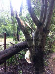 a tree had its branches broken off as another tree tipped out of the ground