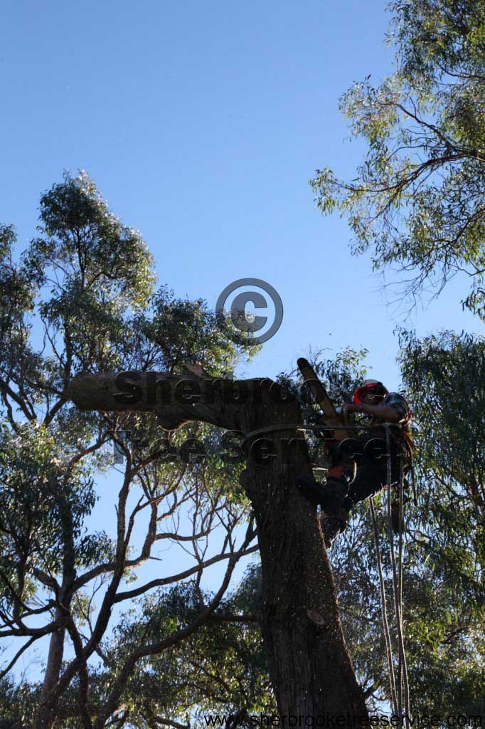 Lopping down a tree in Upper Pakenham