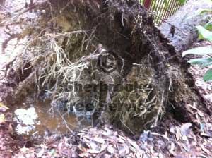 the root ball of the tree after it tipped out of the ground