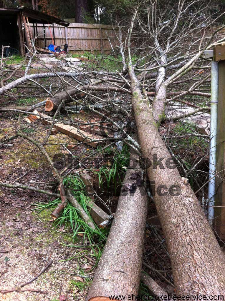 Cockatoo Tree Felling