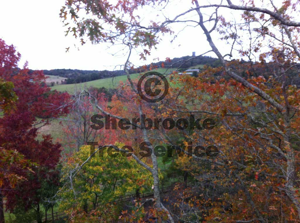 tree.pruning.dandenong.ranges