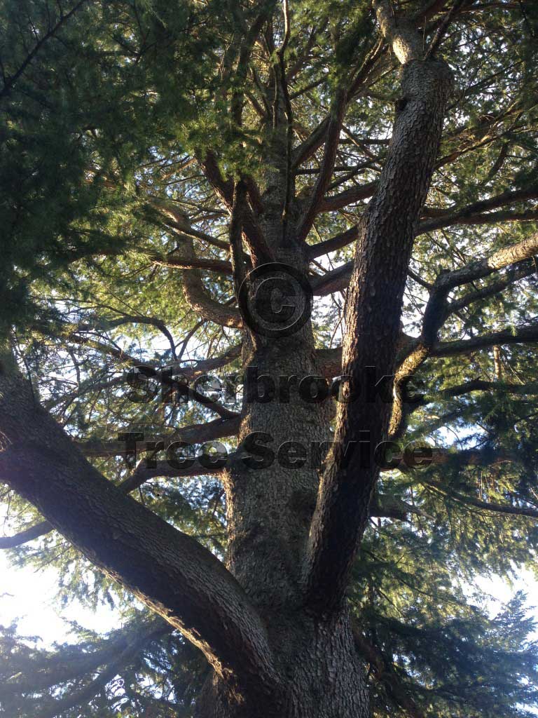 tree pruning emerald