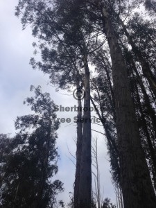 dangerous-tree-removal-ranges