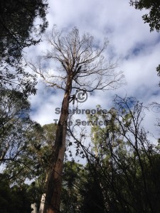 kallista-dead-tree-removal