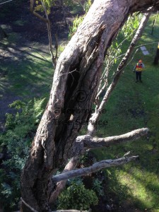 tree-pruning-menzies-creek